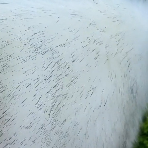 Faux Fur Bridal Shawl - Small Ivory with black tips - Picture 5 of 10